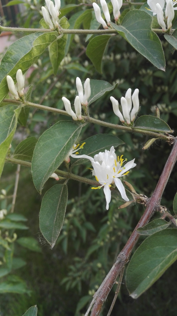 谁知道这是什么花,是金银花吗?