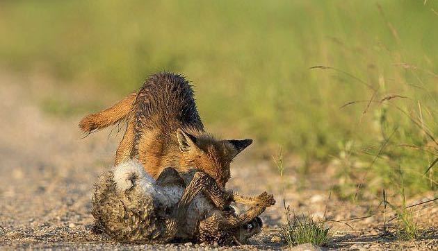 狐狸袭击兔子不料反被追