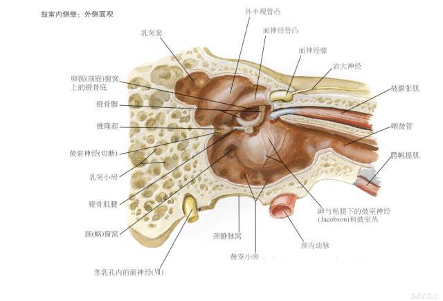 或静脉畸形等,临床上最常见病因有高位颈静脉球体瘤与乳突导静脉畸形
