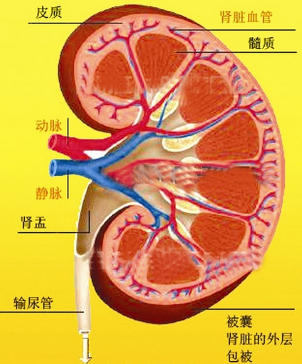 肾动脉五级血管解剖图图片