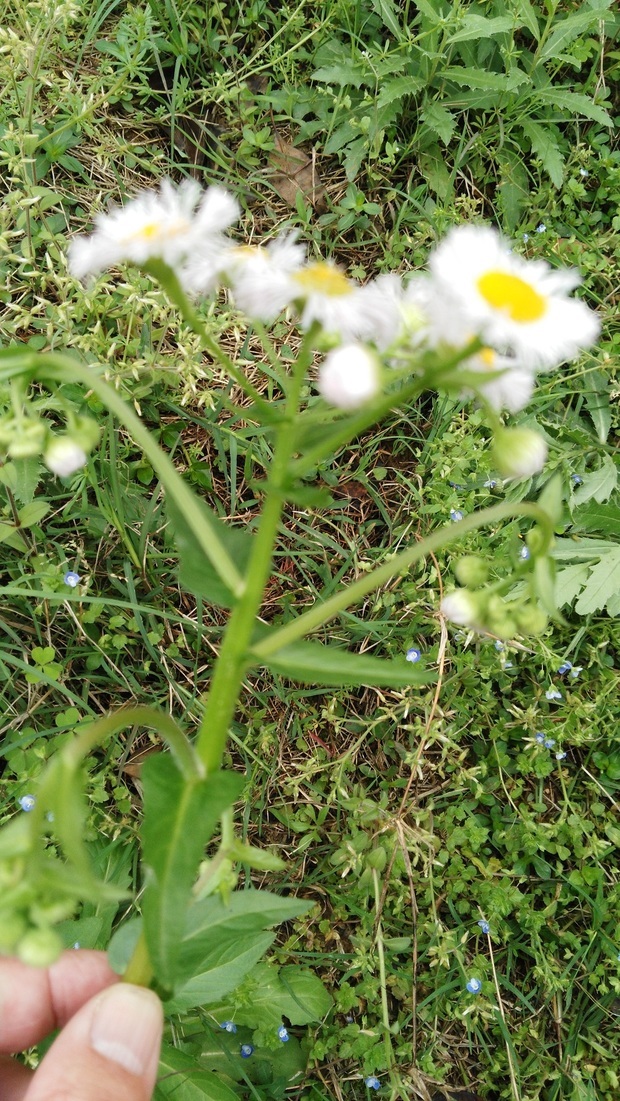 这植物叫什么