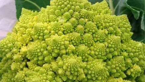 这些"奇异"的蔬菜 你都见过几个