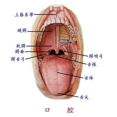 口腔解剖生理学重点整理