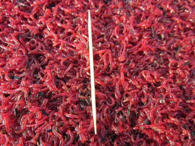 处理 丰年虾 红虫牛心汉堡 鱼饲料 面条鱼 开口饲