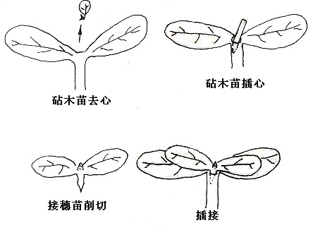 一文速懂蔬菜嫁接技术 两种工具,三个方法,四大要点全总结