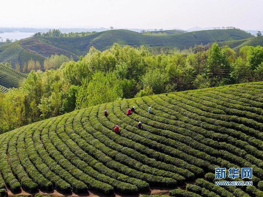 4月13日,茶農在信陽市溮河區溮河港鎮郝家沖茶園展示剛剛採摘的茶葉.