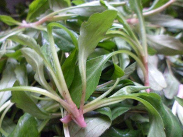 6,高血压,眼底出血,青光眼,眼球胀痛:马兰根30克