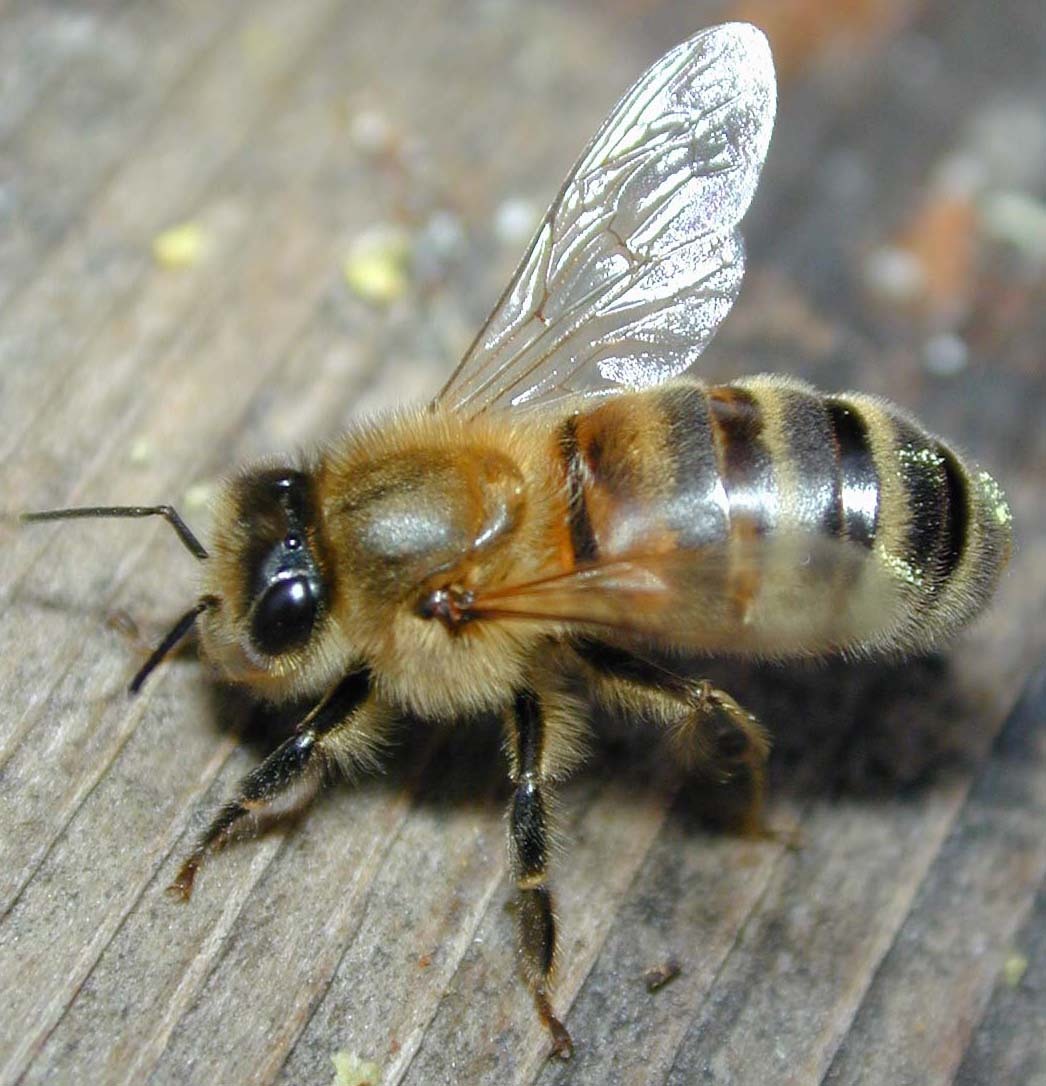 基本简介 膜翅目hymenoptera膜翅目包括蜂,蚁类昆虫