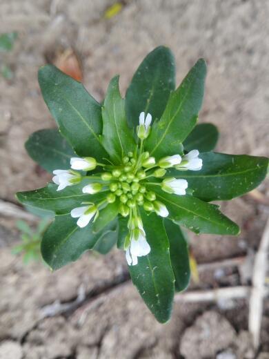 十字花科植物十字花科植物菘蓝