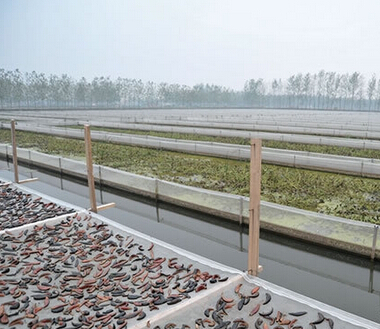 食用菌大棚黑白膜的魅力