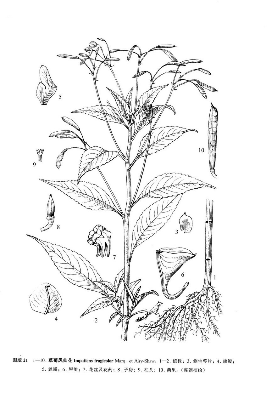 草莓鳳仙花