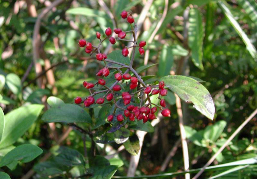 别名:坚荚树,长叶火柴枝树,冬红果,坚荚蒾,苦柴枝,萝芥叶,埋印,毛