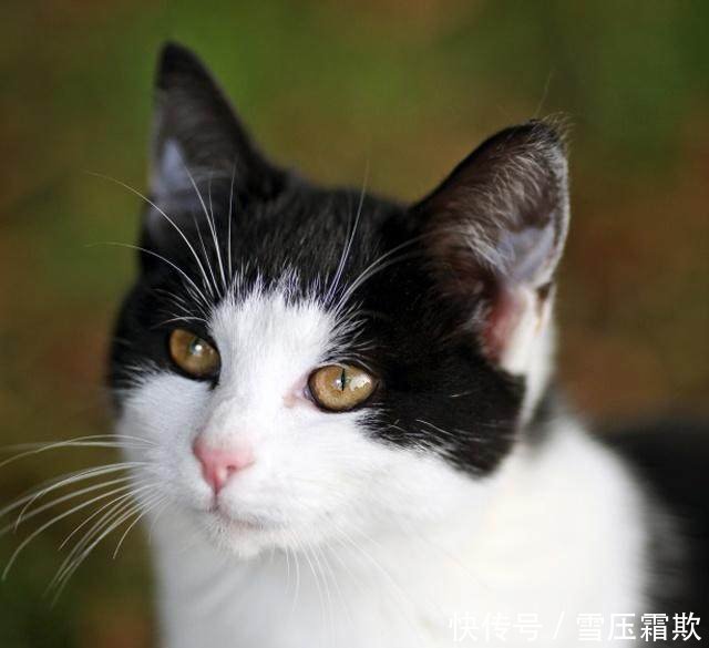 中国猫品种中国猫品种大全及图片