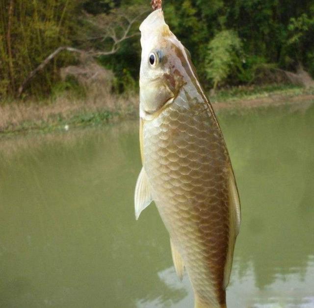 夏天釣鯽魚,雙鉤這樣調漂能有效避開小魚!