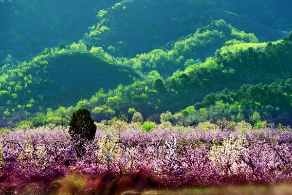 北京平谷第十九届国际桃花音乐节即将开幕