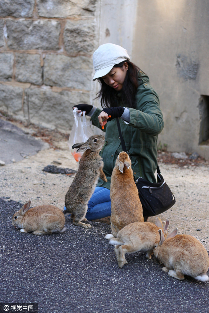 探访日本兔子岛 没有天敌占领岛屿