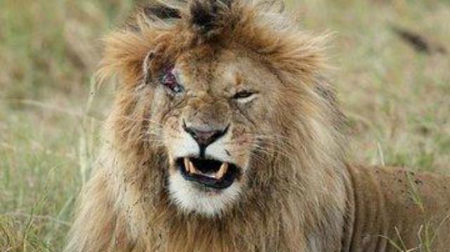 《困兽》这人太厉害能杀死狮子,连狮群碰到都逃窜!