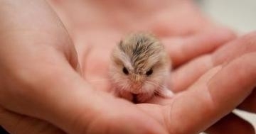 15张刚出生小动物的样子,第一个你就不认识-动物世界