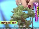 美丽俏佳人2014 流行新风尚:盆栽咖啡 美肤达人与奇花异草