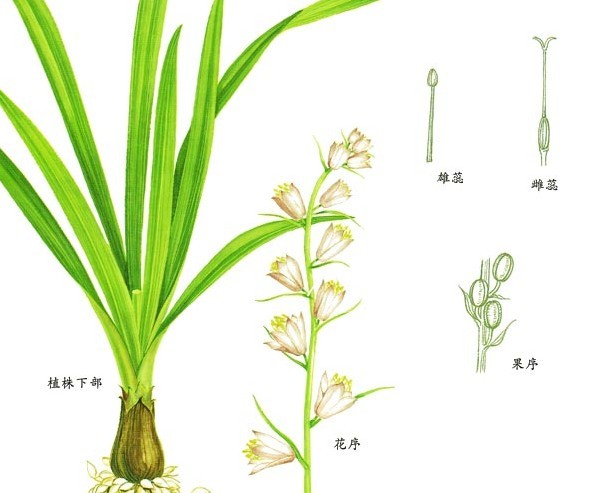 3  来源 为百合科植物假百合的小鳞茎. 4  植物形态 假百合