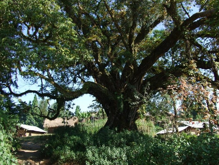 大榕树-广东汕尾市海丰县