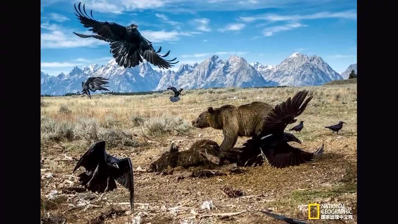 美国国家地理纪录片专场ii