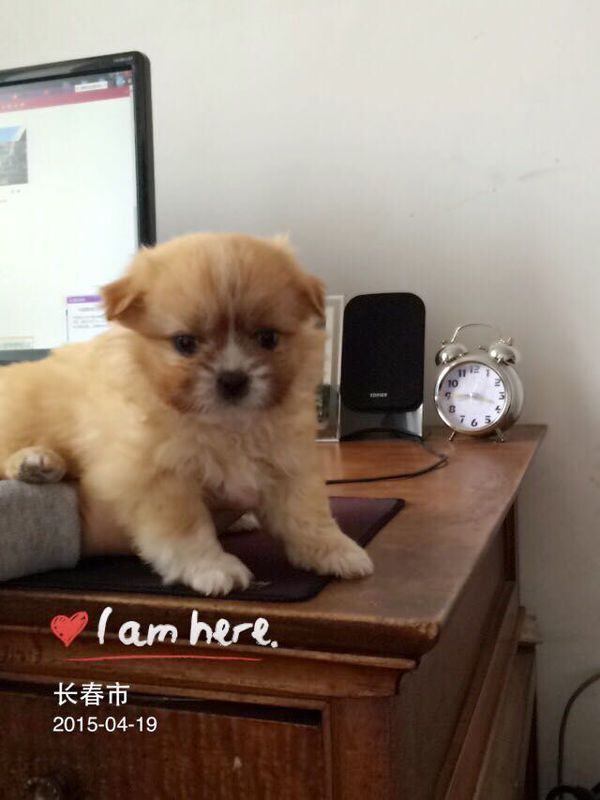 卖的人说是小棕熊狗,我看着挺连心理学家都不能很好解释表情包里这个