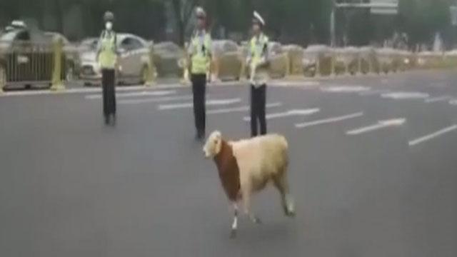 《晚间新闻报道》20170902长安街惊现奔跑的羊