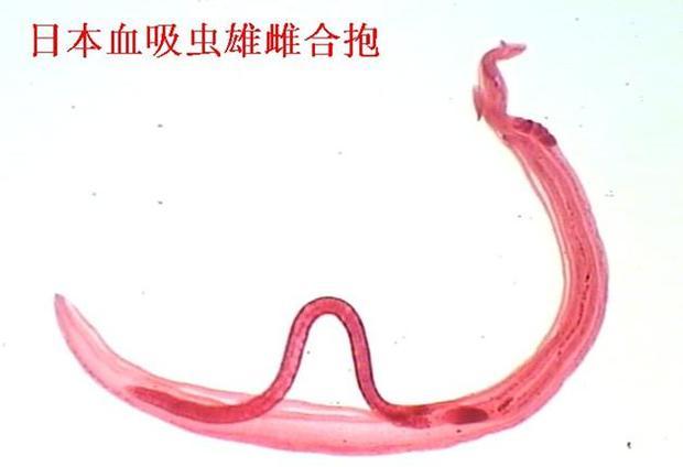 血吸虫雌虫比雄虫大吗