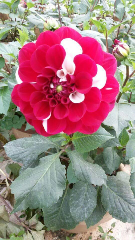 大丽菊红白相间大丽花红白同朵大丽花