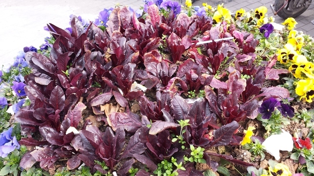 藜科甜菜属红叶甜菜(betavulgarisl.var.ciclal.