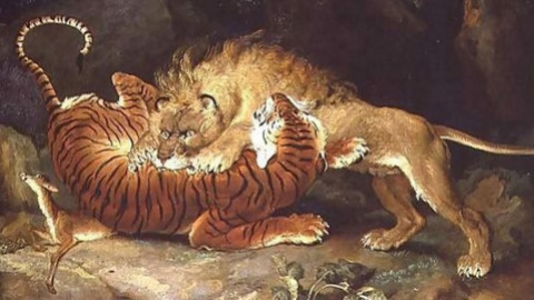 森林之王的较量 狮子和老虎到底谁战斗力更强