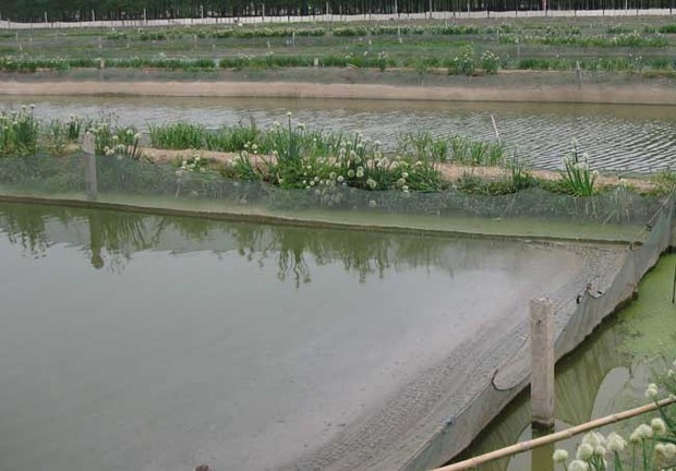 泥鳅立体养殖技术图片