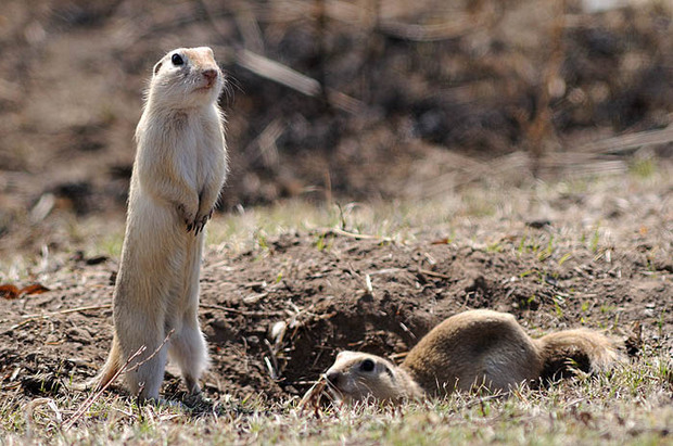谁能帮我抓几只黄鼠 不是黄鼠狼 谢谢了