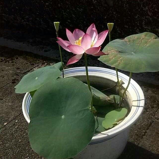 碗蓮這樣種,1周發芽,2周長出小荷葉,當年就可以賞荷花!