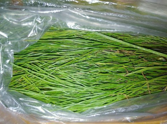 中药石竹柏作用