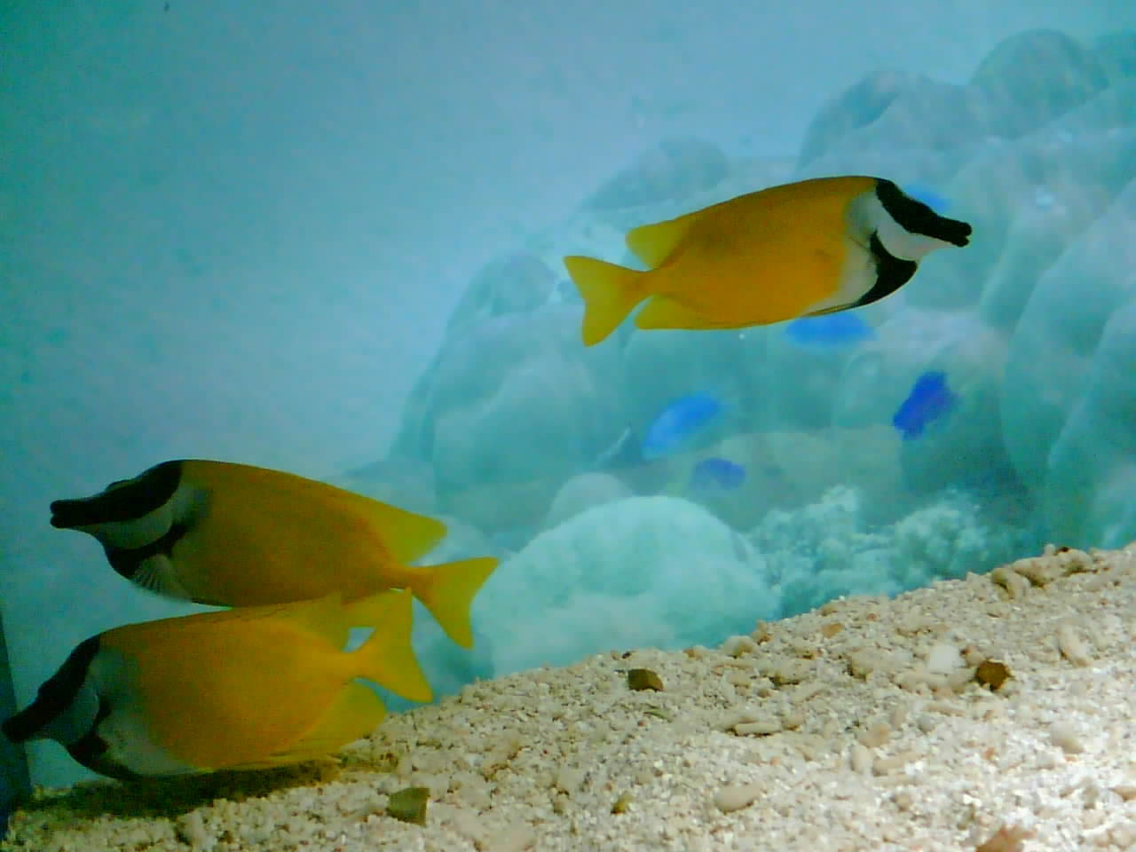 温度对点篮子鱼幼鱼生长,摄食和消化酶活性的影响