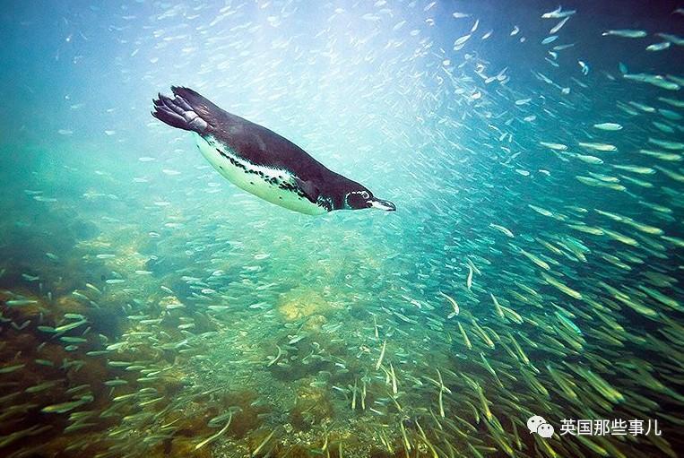 企鹅也会啃老啊!长大成年,还要跑回家找爹妈要吃的.爹妈居然给了.